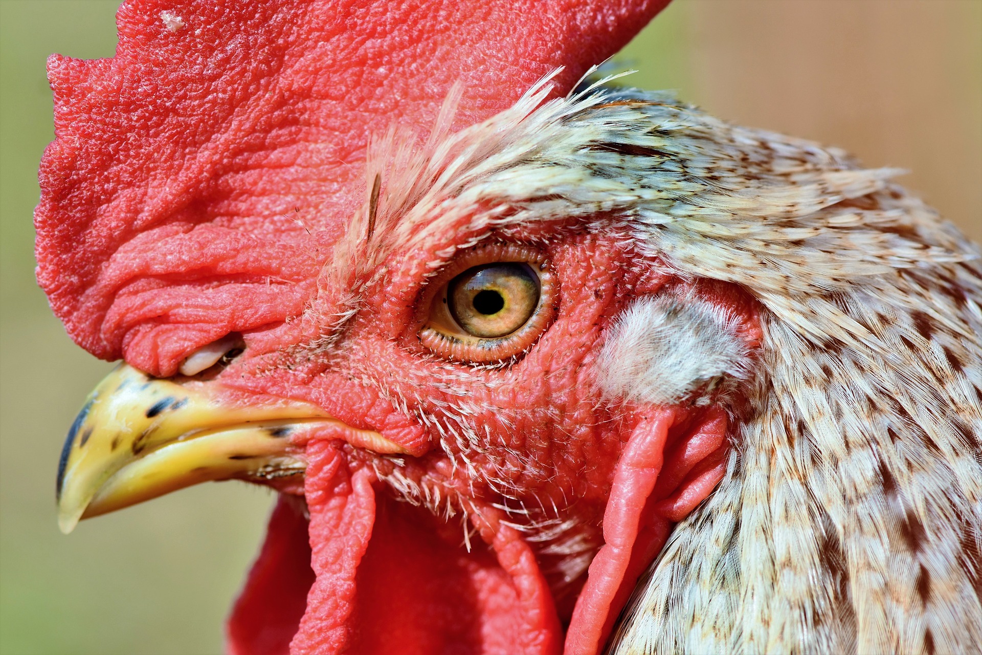 Arrivages de Poulets LOCAUX